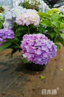 高度30厘米绣球