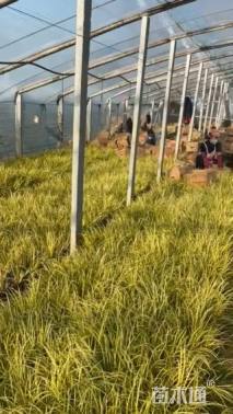 高度20厘米金线菖蒲