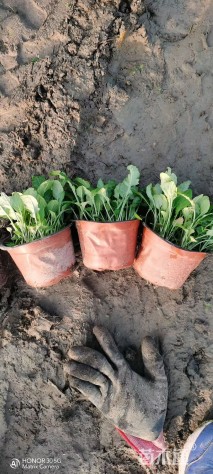 高度25厘米大花六道木