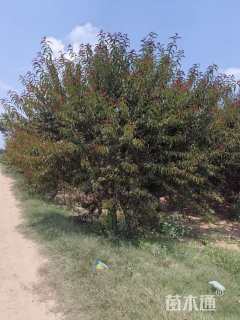 15公分红叶碧桃