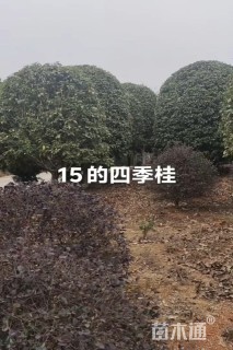 15公分四季桂