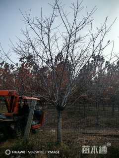 18公分染井吉野樱