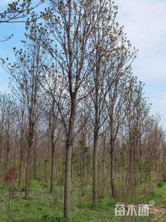 15公分楸树