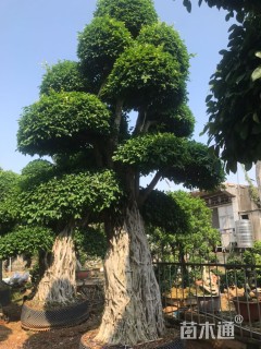 80公分造型小叶榕