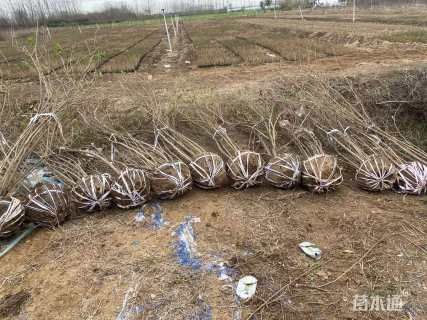 高度150厘米丛生金银木