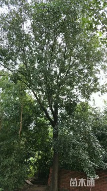 200公分朴树
