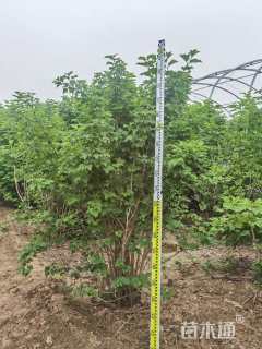 高度100厘米木绣球