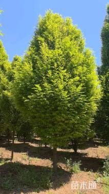 16公分欧洲小叶椴