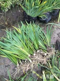 高度30厘米鸢尾