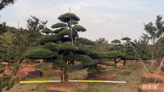 容器苗造型罗汉松