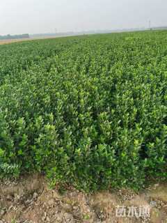 高度60厘米大叶黄杨