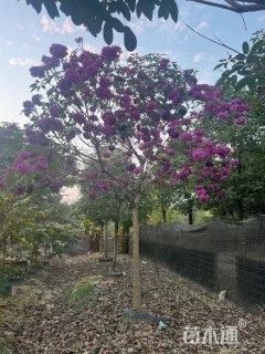 10公分紫花风铃木