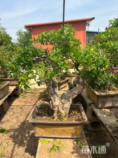 高度150厘米石榴