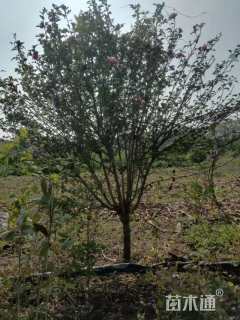 高度250厘米红花木槿