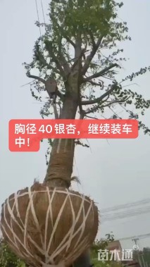 40公分银杏