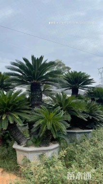 裸干高150厘米多头苏铁