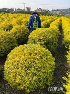 高度100厘米金冠女贞