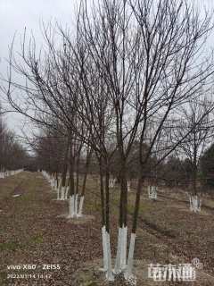 高度800厘米丛生三角枫