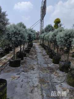 5公分蓝冰柏棒棒糖