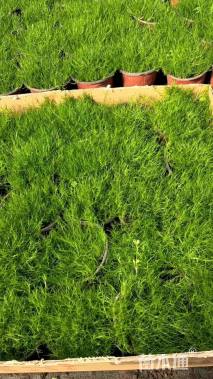 高度8厘米漆姑草