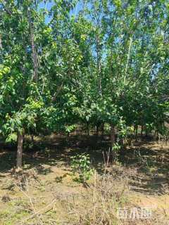 高度450厘米蜡梅