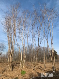 高度1500厘米丛生紫薇