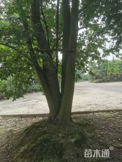 55公分丛生朴树