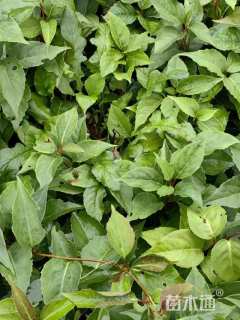 50厘米南五味子