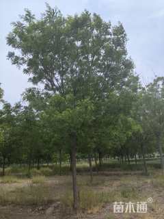12公分国槐