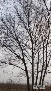 12公分(5杆)丛生榉树