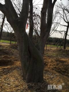 70公分朴树