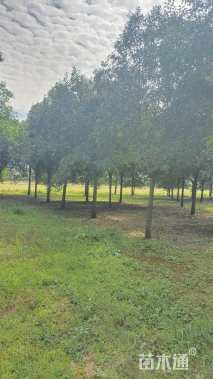 15公分大叶女贞