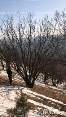 高度900厘米丛生蒙古栎