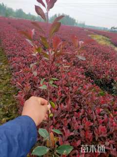 高度40厘米红叶石楠小苗