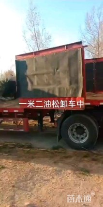 高度150厘米油松