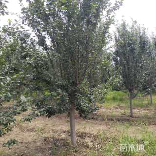 15公分西府海棠