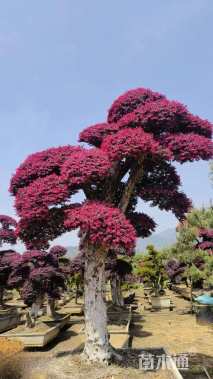 15公分造型红花继木桩