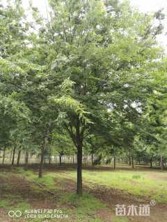 20公分榉树