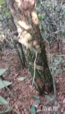 高度1100厘米马尾松