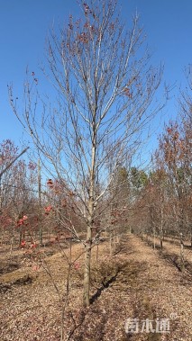 12公分美国红枫