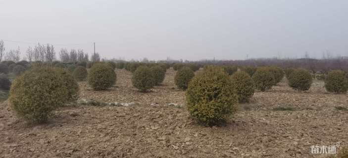 高度100厘米亮晶女贞小苗