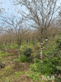 20公分垂丝海棠