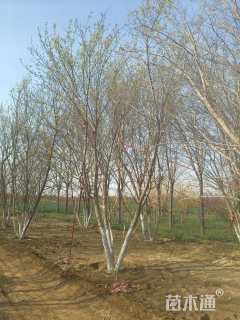 高度600厘米丛生五角枫