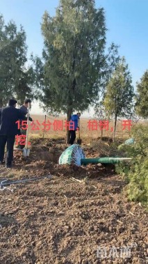 高度600厘米侧柏