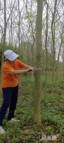 12公分海南黄花梨