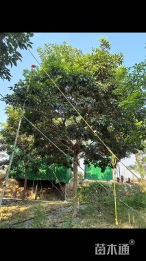 高度55厘米绣球