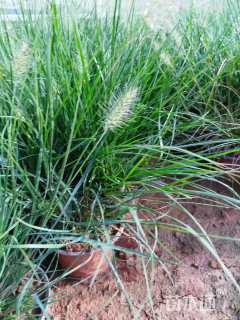 高度20厘米狼尾草