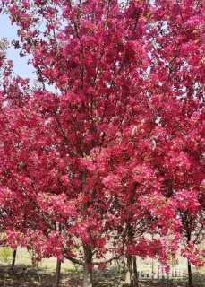 12公分绚丽海棠