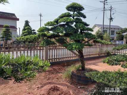 容器苗造型罗汉松