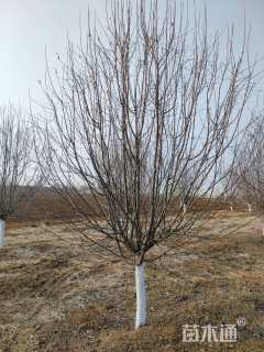 14公分绚丽海棠